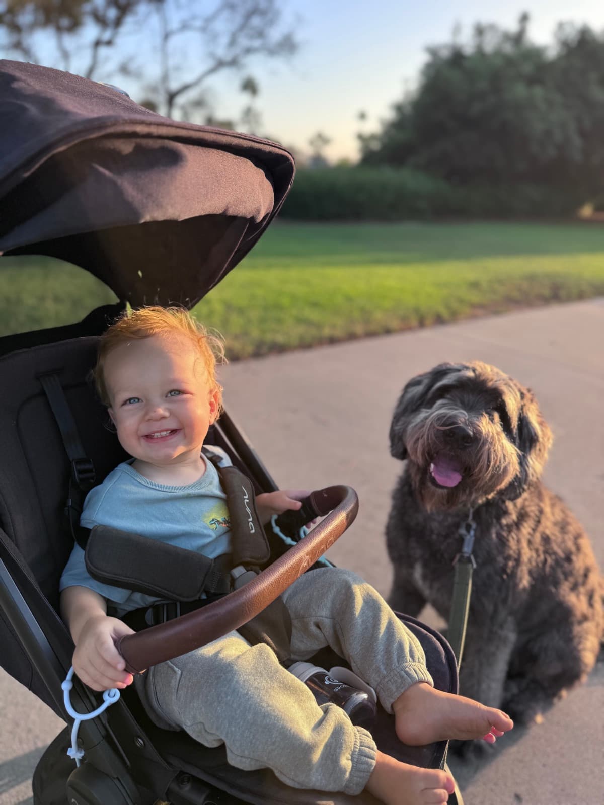 Asher in his stroller next to Maverick, the family's Goldendoodle